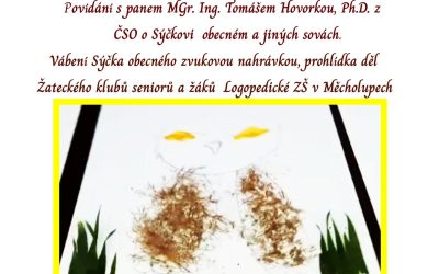 Sýček obecný a jiné sovy